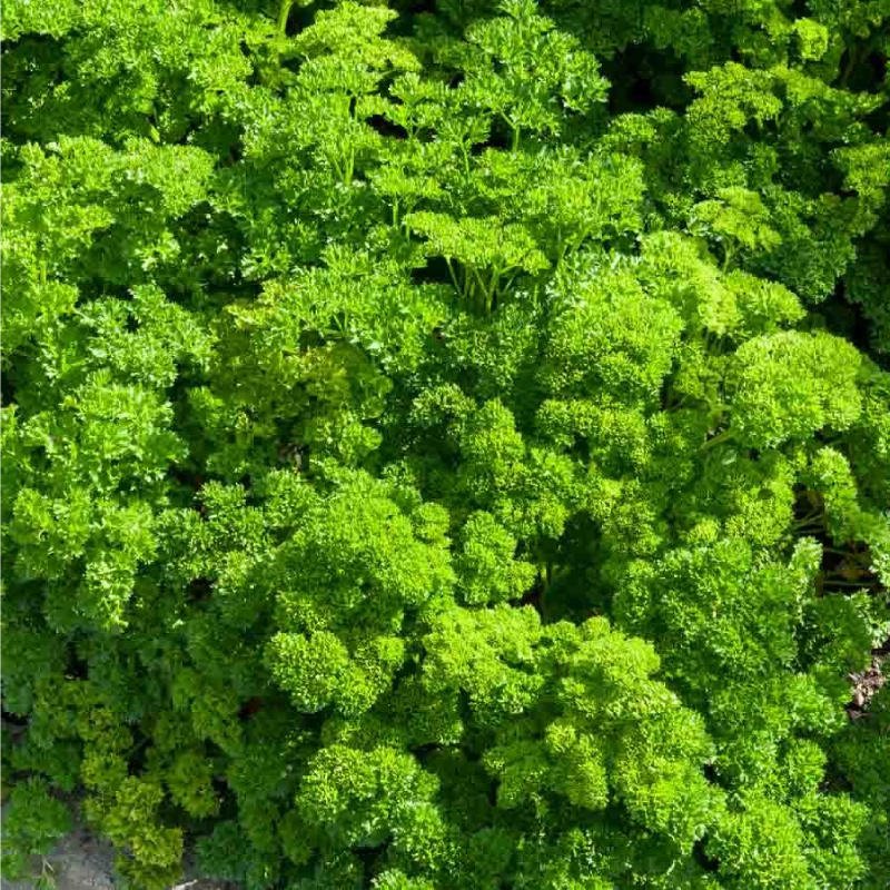SEMILLAS PEREJIL Rizado Verde Vilmorin - Sobre 14 g - Imagen 2