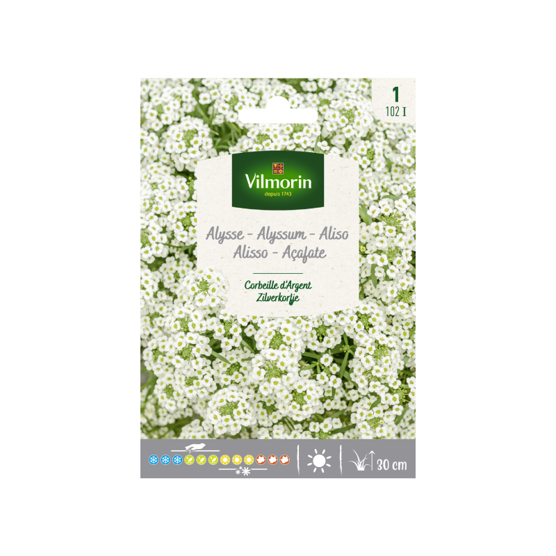 SEMILLAS ALISO Blanco Cesta de Plata Vilmorin - Sobre 0,5 g