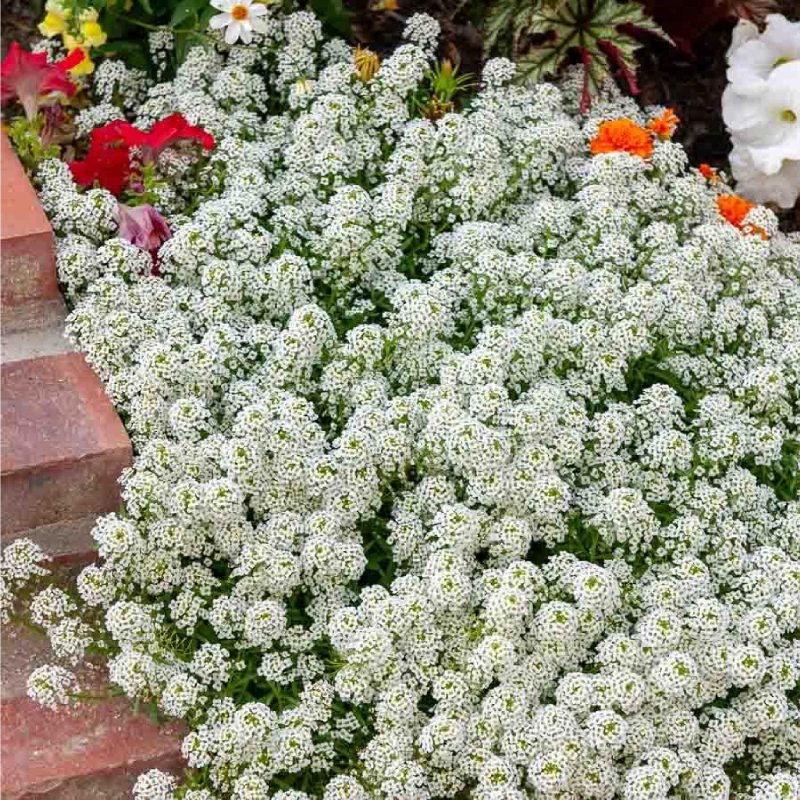 SEMILLAS ALISO Blanco Cesta de Plata Vilmorin - Sobre 0,5 g - Imagen 2