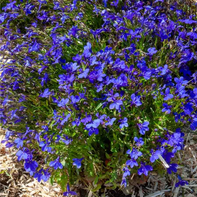 SEMILLAS LOBELIA Crystal Palace Vilmorin - Sobre 0,3 g - Imagen 2