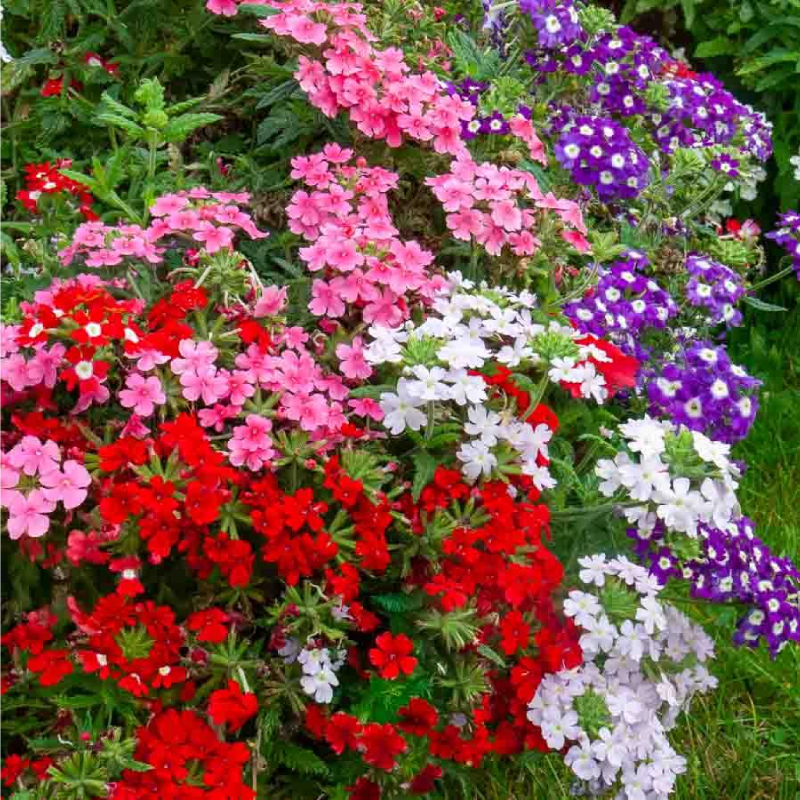 SEMILLAS VERBENA Variada Vilmorin - Sobre 1 g - Imagen 2