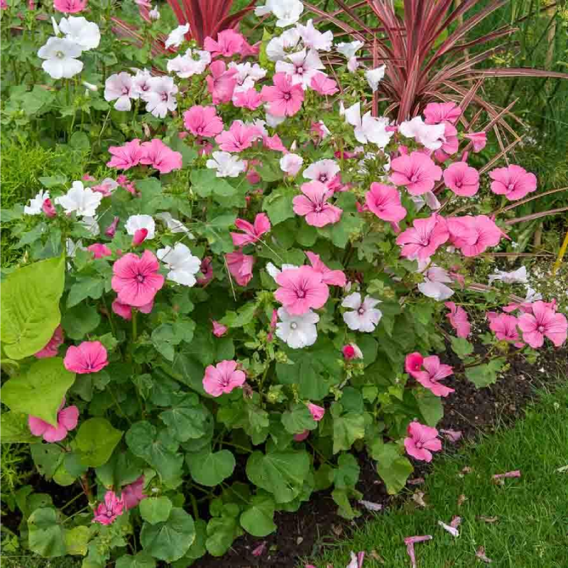 SEMILLAS MALVA Gran Flor Variada Vilmorin - Sobre 3 g - Imagen 2