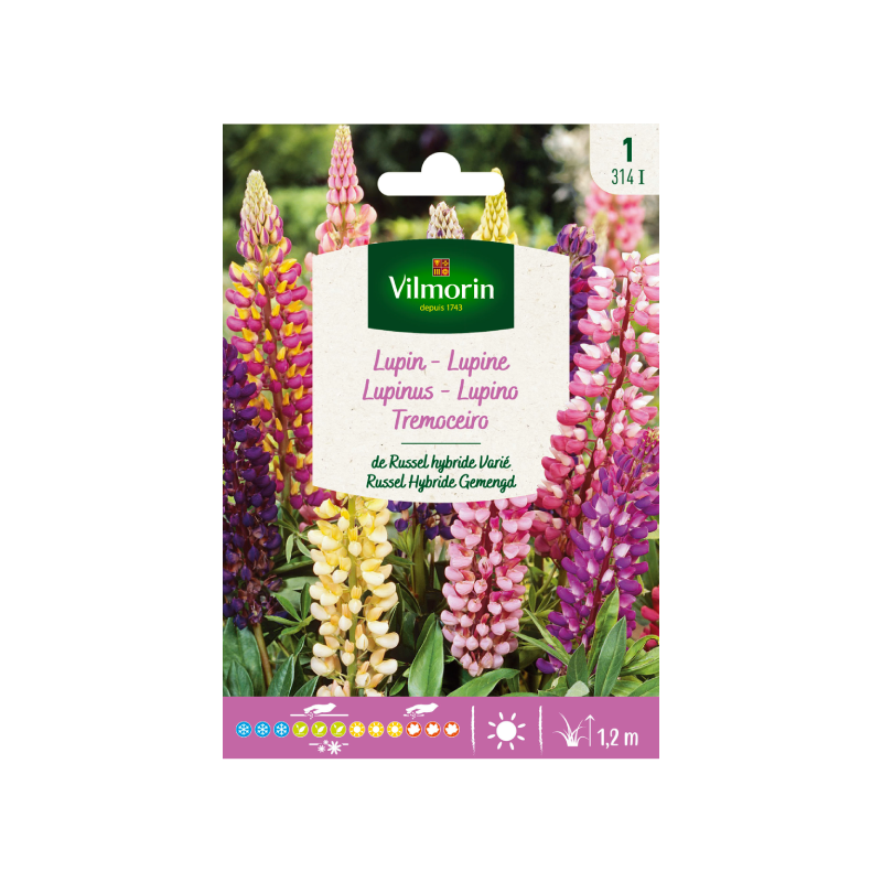 SEMILLAS LUPINUS Russel Híbrido Variado Vilmorin - Sobre 2 g