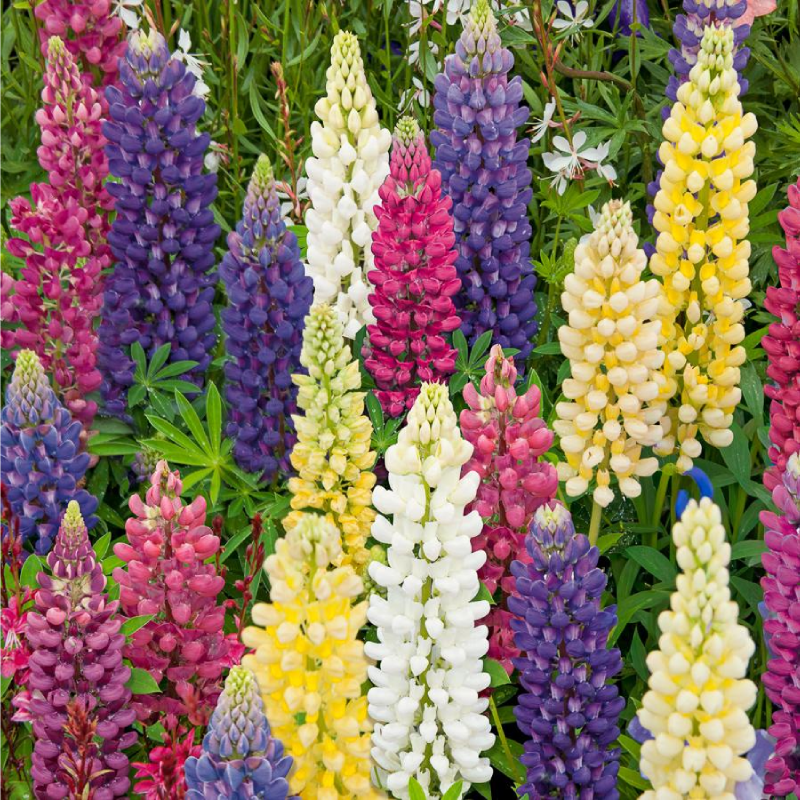 SEMILLAS LUPINUS Russel Híbrido Variado Vilmorin - Sobre 2 g - Imagen 2