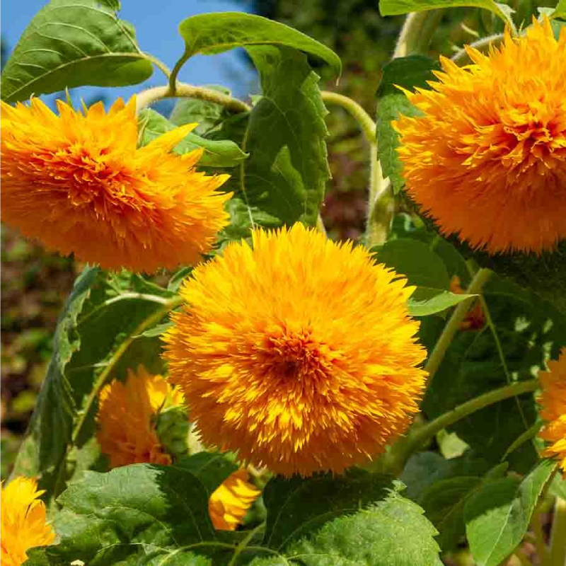 SEMILLAS GIRASOL Gigante Doble California Vilmorin - Sobre 1,5 g - Imagen 2