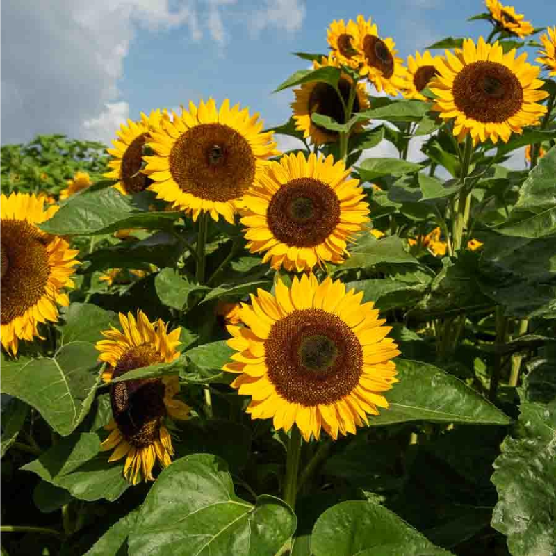 SEMILLAS GIRASOL Flores Gigantes Vilmorin - Sobre 1,5 g - Imagen 2