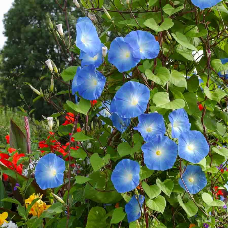 SEMILLAS IPOMOEA Gigante Azul Vilmorin - Sobre 3 g - Imagen 2