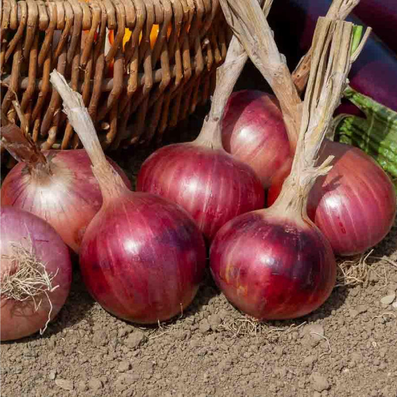 SEMILLAS CEBOLLA Morada de Amposta Vilmorin - Sobre 5 g - Imagen 2