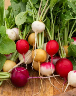 SEMILLAS RABANITO Rainbow Mix Vilmorin – Sobre 4 g