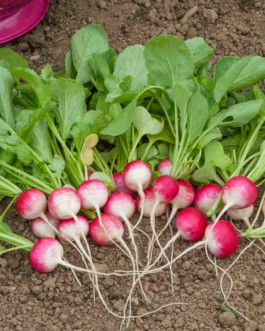 SEMILLAS RABANITO National 2 Vilmorin – Sobre 12 g