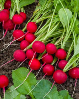 SEMILLAS RABANITO Redondo Escarlate Vilmorin – Sobre 12 g