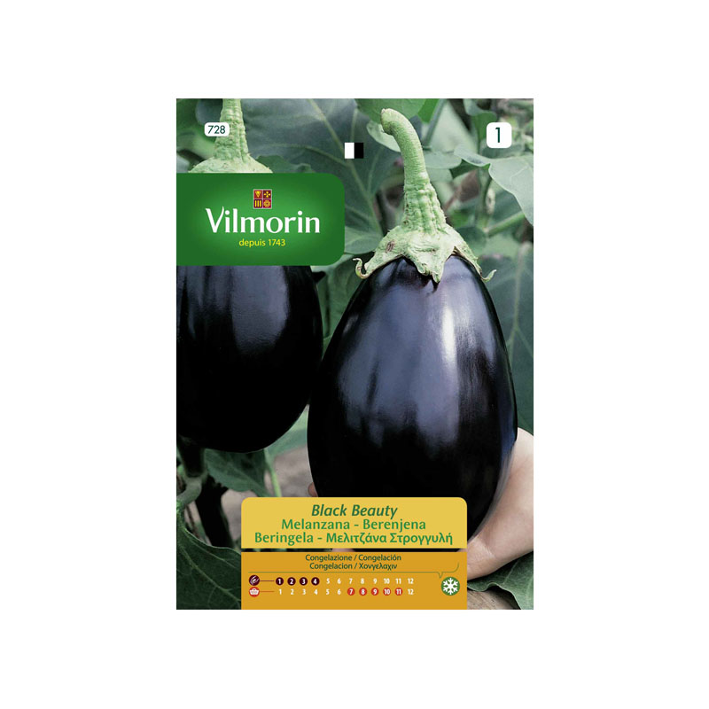 SEMILLAS BERENJENA Black Beauty Vilmorin - Sobre 3 g