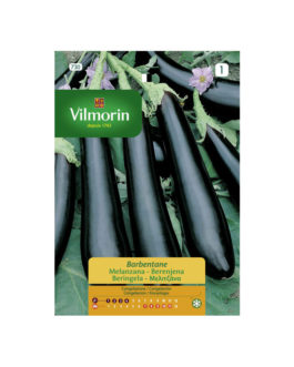 SEMILLAS BERENJENA Morada de Barbentane Vilmorin – Sobre 3 g