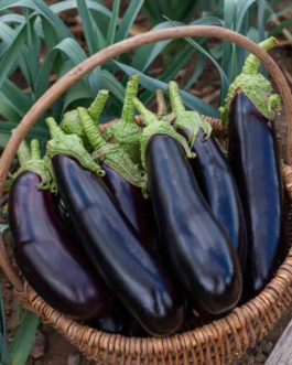 SEMILLAS BERENJENA Morada de Barbentane Vilmorin – Sobre 3 g