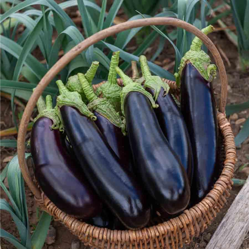 SEMILLAS BERENJENA Morada de Barbentane Vilmorin - Sobre 3 g - Imagen 2