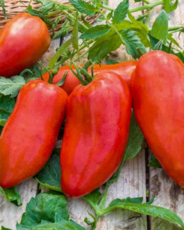 SEMILLAS TOMATE Cornabel Híbrido F1 Vilmorin – Sobre 0,1 g