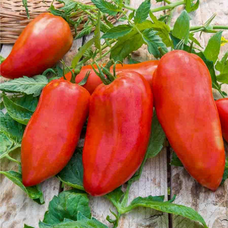SEMILLAS TOMATE Cornabel Híbrido F1 Vilmorin - Sobre 0,1 g - Imagen 2