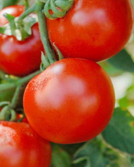 SEMILLAS TOMATE Agora Híbrido F1 Vilmorin – Sobre 0,1 g