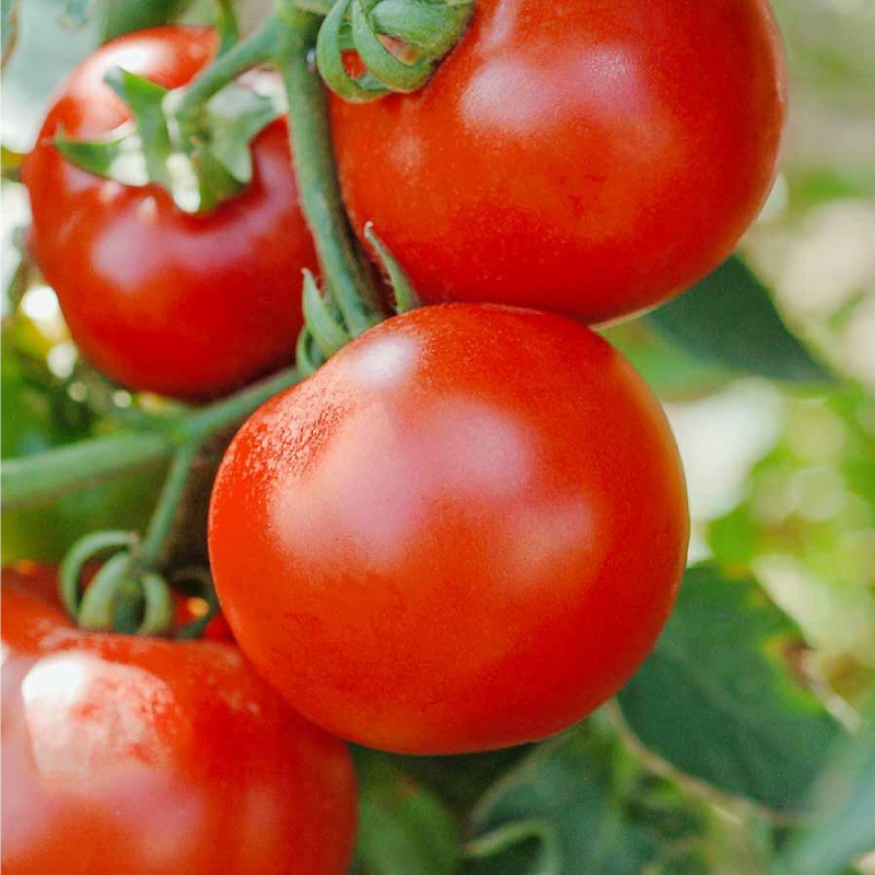 SEMILLAS TOMATE Agora Híbrido F1 Vilmorin - Sobre 0,1 g - Imagen 2