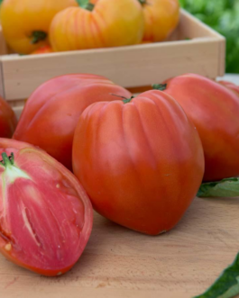 SEMILLAS TOMATE Corazón de Buey Vilmorin – Sobre 1 g