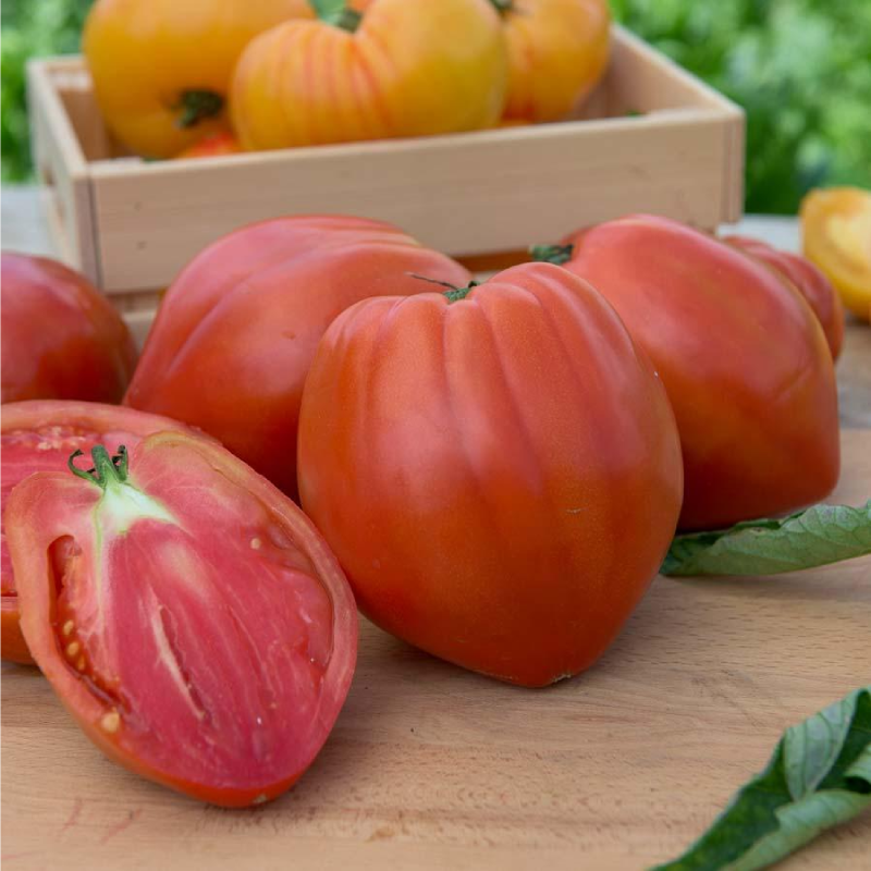 SEMILLAS TOMATE Corazón de Buey Vilmorin - Sobre 1 g - Imagen 2
