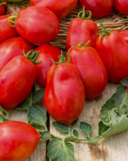 SEMILLAS TOMATE Roma V.F. Vilmorin – Sobre 5 g
