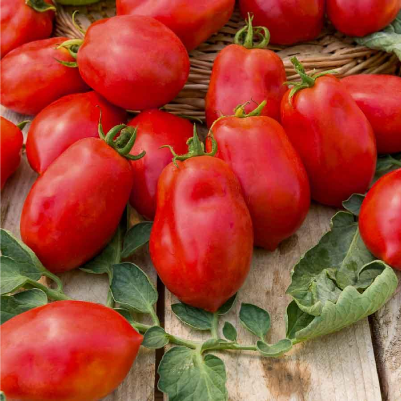 SEMILLAS TOMATE Roma V.F. Vilmorin - Sobre 5 g - Imagen 2