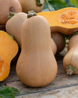 SEMILLAS CALABAZA Butternut Vilmorin – Sobre 7 g