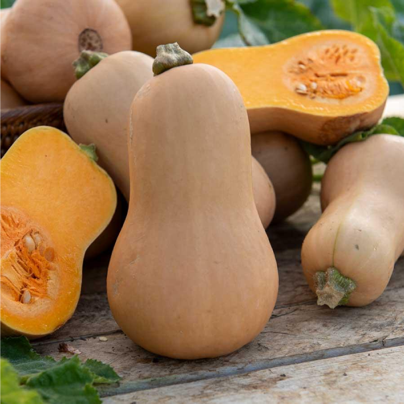 SEMILLAS CALABAZA Butternut Vilmorin - Sobre 7 g - Imagen 2