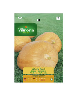 SEMILLAS CALABAZA Atlantic Giant Vilmorin – Sobre 2 g