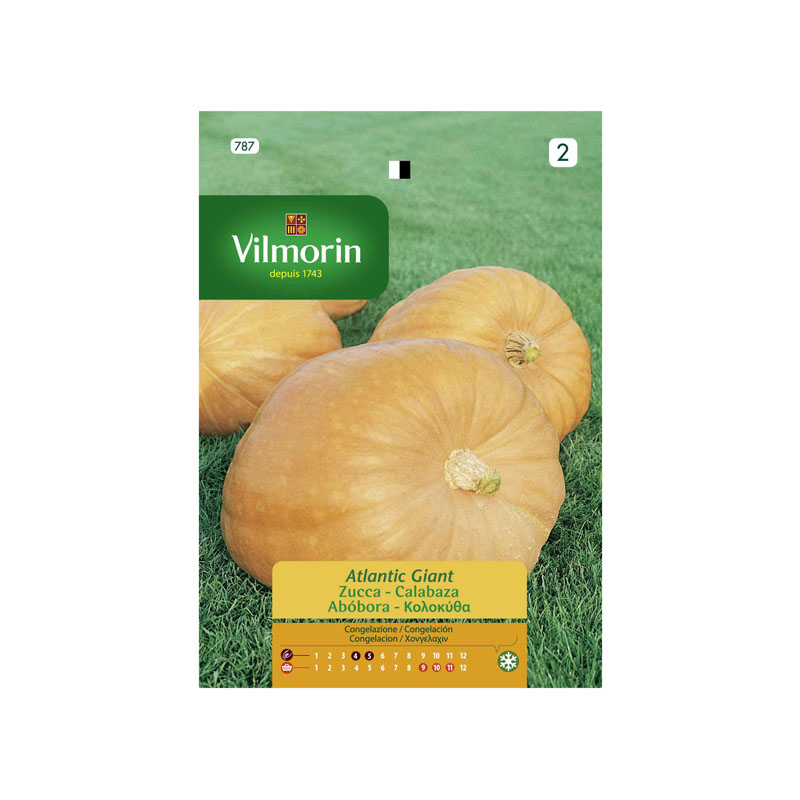 SEMILLAS CALABAZA Atlantic Giant Vilmorin - Sobre 2 g