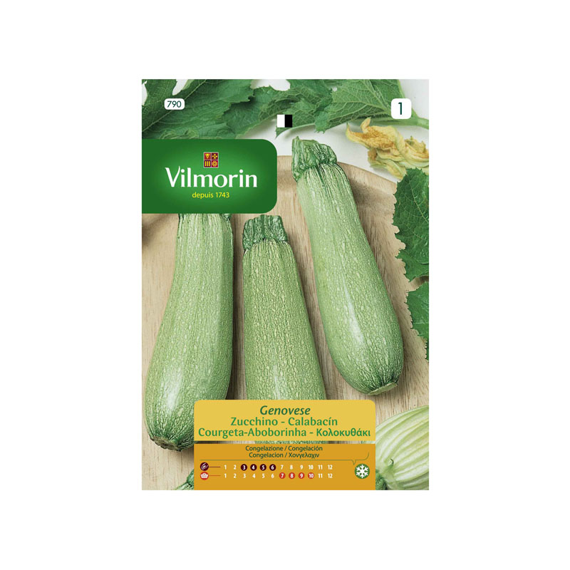 SEMILLAS CALABACÍN Genovese Vilmorin - Sobre 7 g