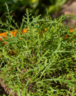 SEMILLAS JARAMAGO Salvaje Vilmorin – Sobre 0,6 g