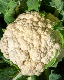 SEMILLAS COLIFLOR Cuatro Estaciones Vilmorin – Sobre 2 g