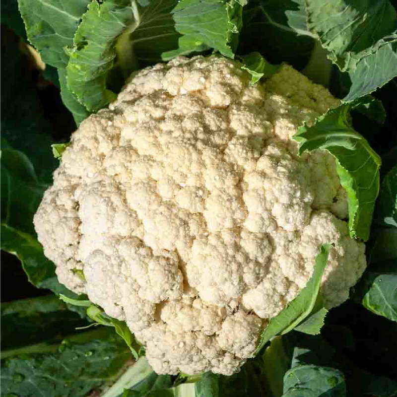 SEMILLAS COLIFLOR Cuatro Estaciones Vilmorin - Sobre 2 g - Imagen 2