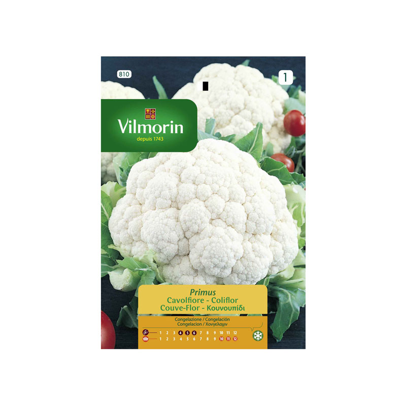 SEMILLAS COLIFLOR Gigante Otoño Primus Vilmorin - Sobre 2 g