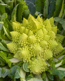 SEMILLAS COLIFLOR Romanesco Natalino Vilmorin – Sobre 5 g