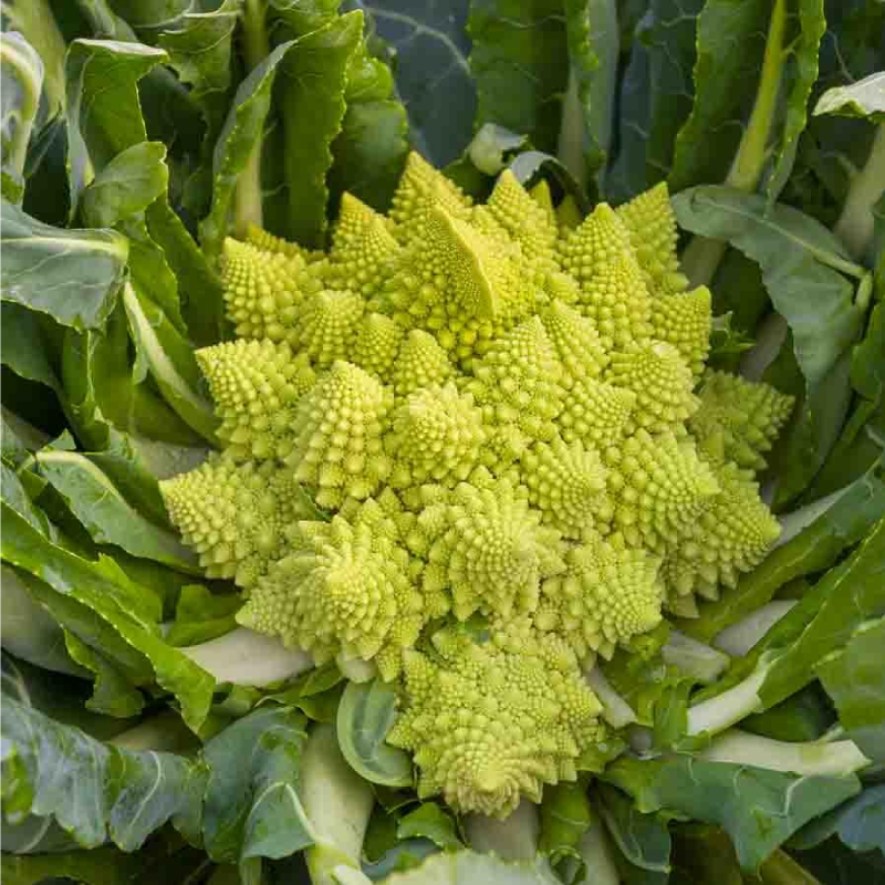 SEMILLAS COLIFLOR Romanesco Natalino Vilmorin - Sobre 5 g - Imagen 2