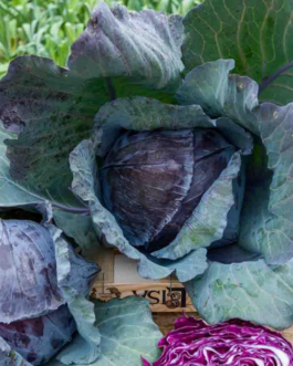 SEMILLAS COL LOMBARDA Cabeza Negra 3 Vilmorin – Sobre 6 g