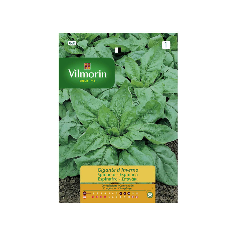 SEMILLAS ESPINACA Gigante de Invierno Vilmorin - Sobre 15 g