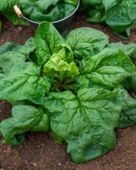 SEMILLAS ESPINACA Gigante de Invierno Vilmorin – Sobre 15 g