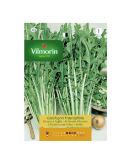 SEMILLAS ACHICORIA Silvestre Catalogna Frastagliata Vilmorin – Sobre 12 g