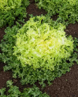 SEMILLAS ESCAROLA Hoja Rizada Ruffec Vilmorin – Sobre 8 g