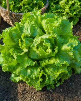 SEMILLAS LECHUGA Batavia Bionda Paris Vilmorin – Sobre 7 g
