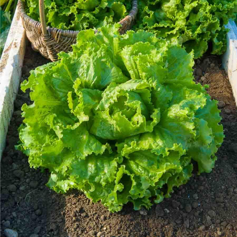 SEMILLAS LECHUGA Batavia Bionda Paris Vilmorin - Sobre 7 g - Imagen 2