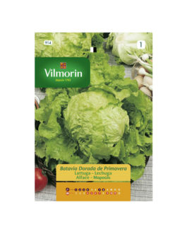 SEMILLAS LECHUGA Batavia Dorada Primavera Vilmorin – Sobre 7 g
