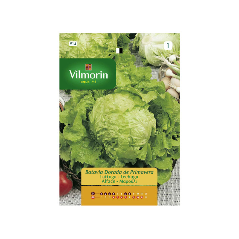 SEMILLAS LECHUGA Batavia Dorada Primavera Vilmorin - Sobre 7 g