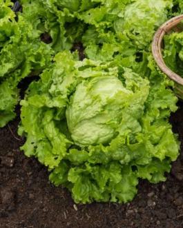 SEMILLAS LECHUGA Batavia Dorada Primavera Vilmorin – Sobre 7 g