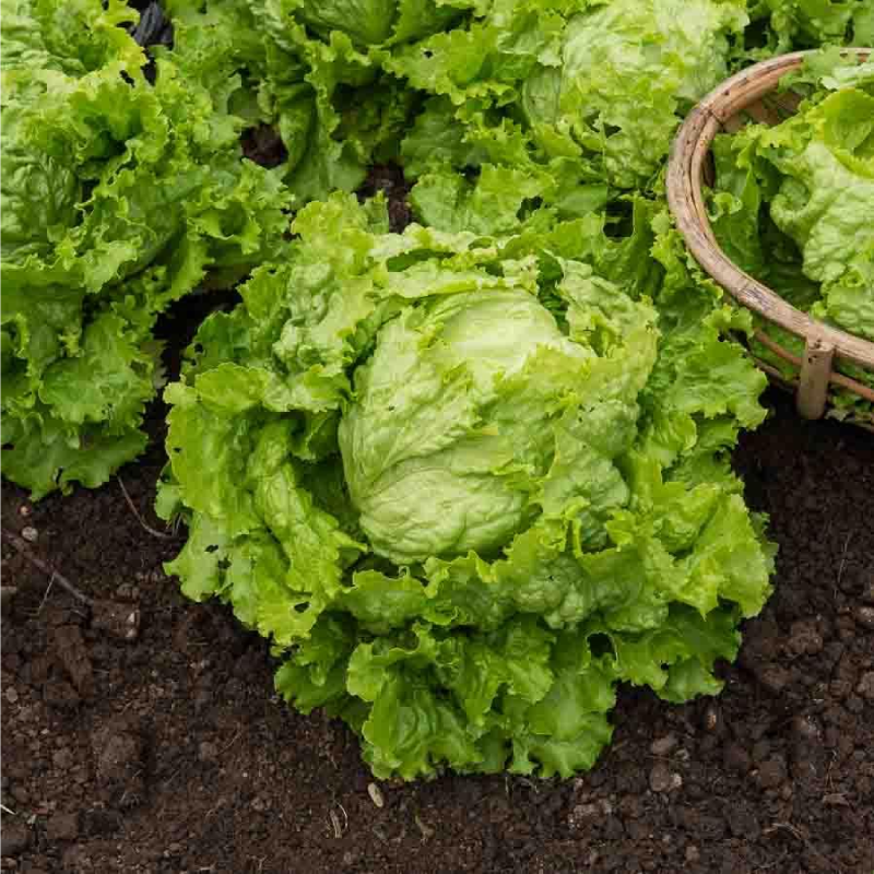 SEMILLAS LECHUGA Batavia Dorada Primavera Vilmorin - Sobre 7 g - Imagen 2