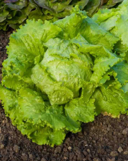 SEMILLAS LECHUGA Batavia Pierre Bénite Vilmorin – Sobre 7 g